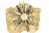 Jurassic Club Urchin (Asterocidaris) - Boulemane, Morocco #339392-1